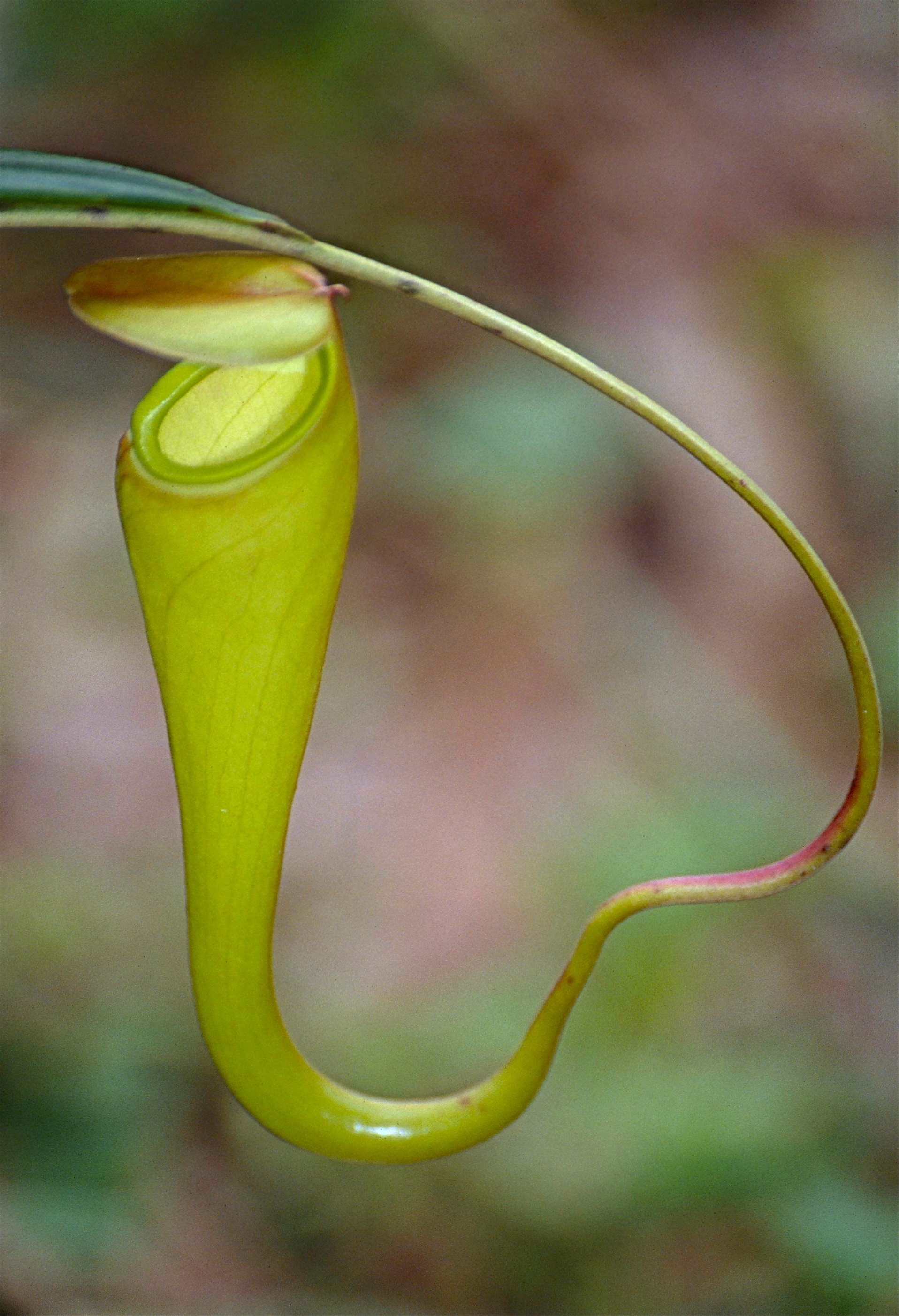 Nepenthes madagascariensis (rights holder: Bernard DUPONT)