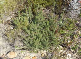 Image of Leucadendron singulare I. Williams