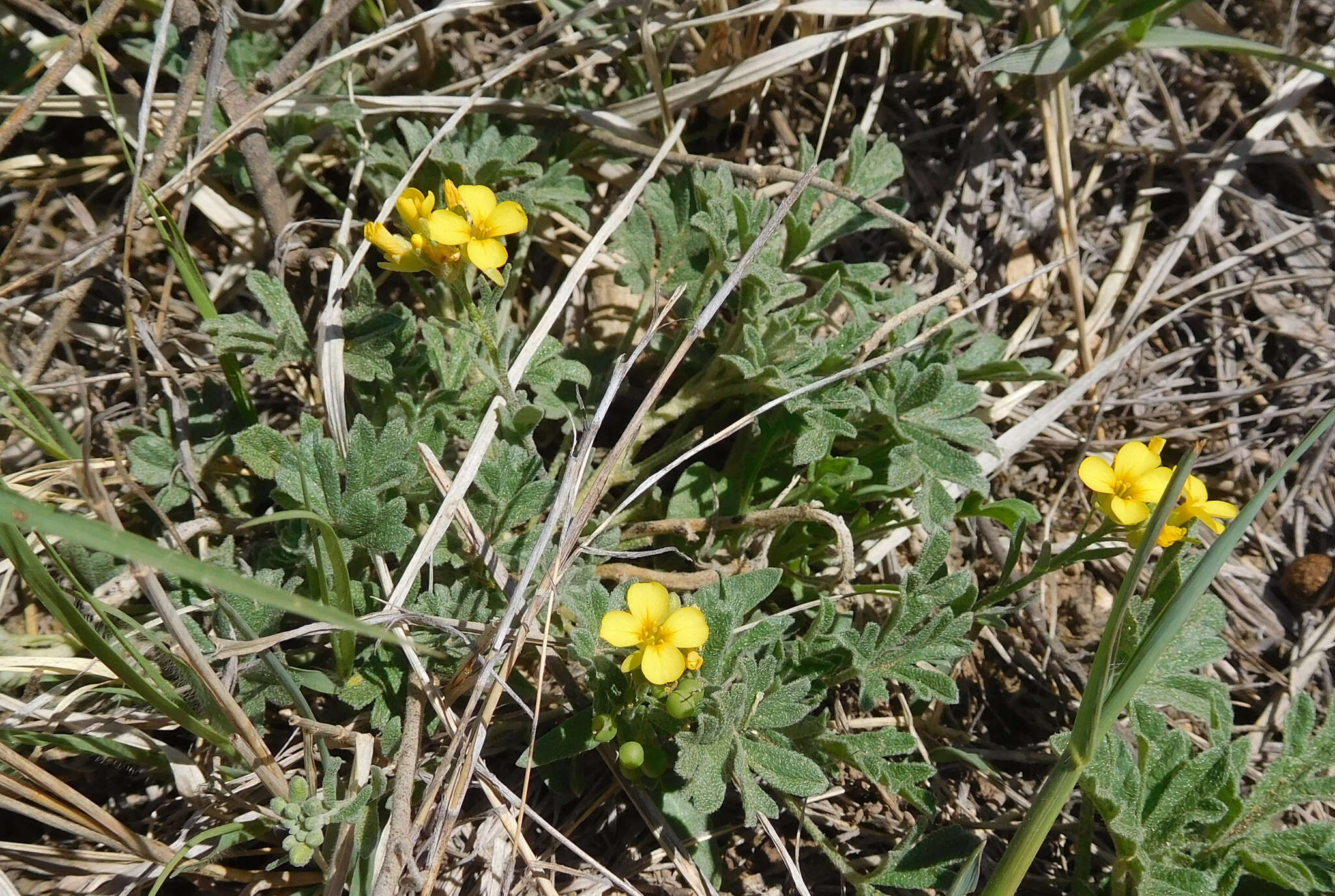 Image de Physaria gordonii (A. Gray) O'Kane & Al-Shehbaz