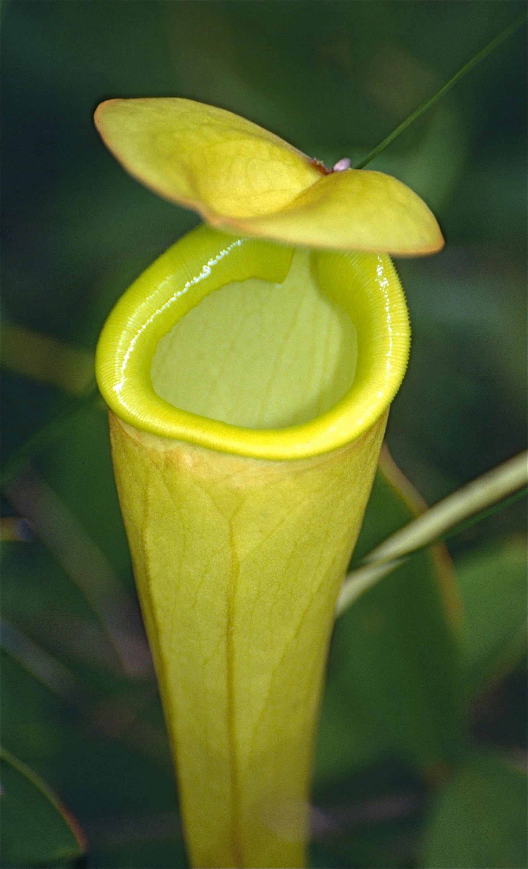 Madagascar pitcher plant - Encyclopedia of Life