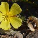 Image of Tribulus cristatus C. Presl