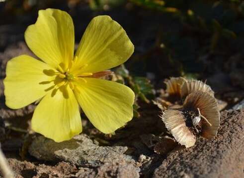 Слика од Tribulus cristatus C. Presl