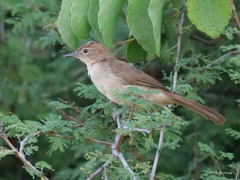 Image of Northern Brownbul