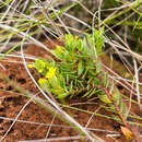 Image of Gnidia coriacea Meissn.