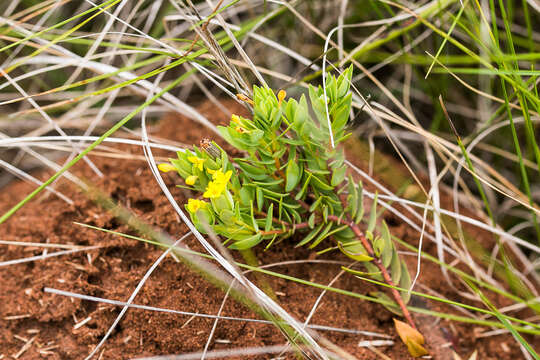 Image of Gnidia coriacea Meissn.