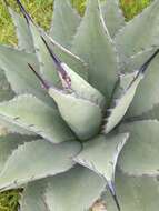 Image of Agave flexispina Trel.