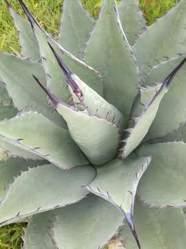 Слика од Agave flexispina Trel.