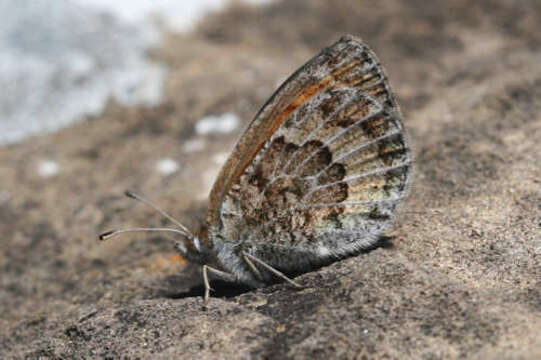 Image of De Lesse’s Brassy Ringlet