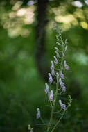 Aconitum septentrionale Koelle resmi