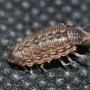 Image of Philoscia muscorum muscorum