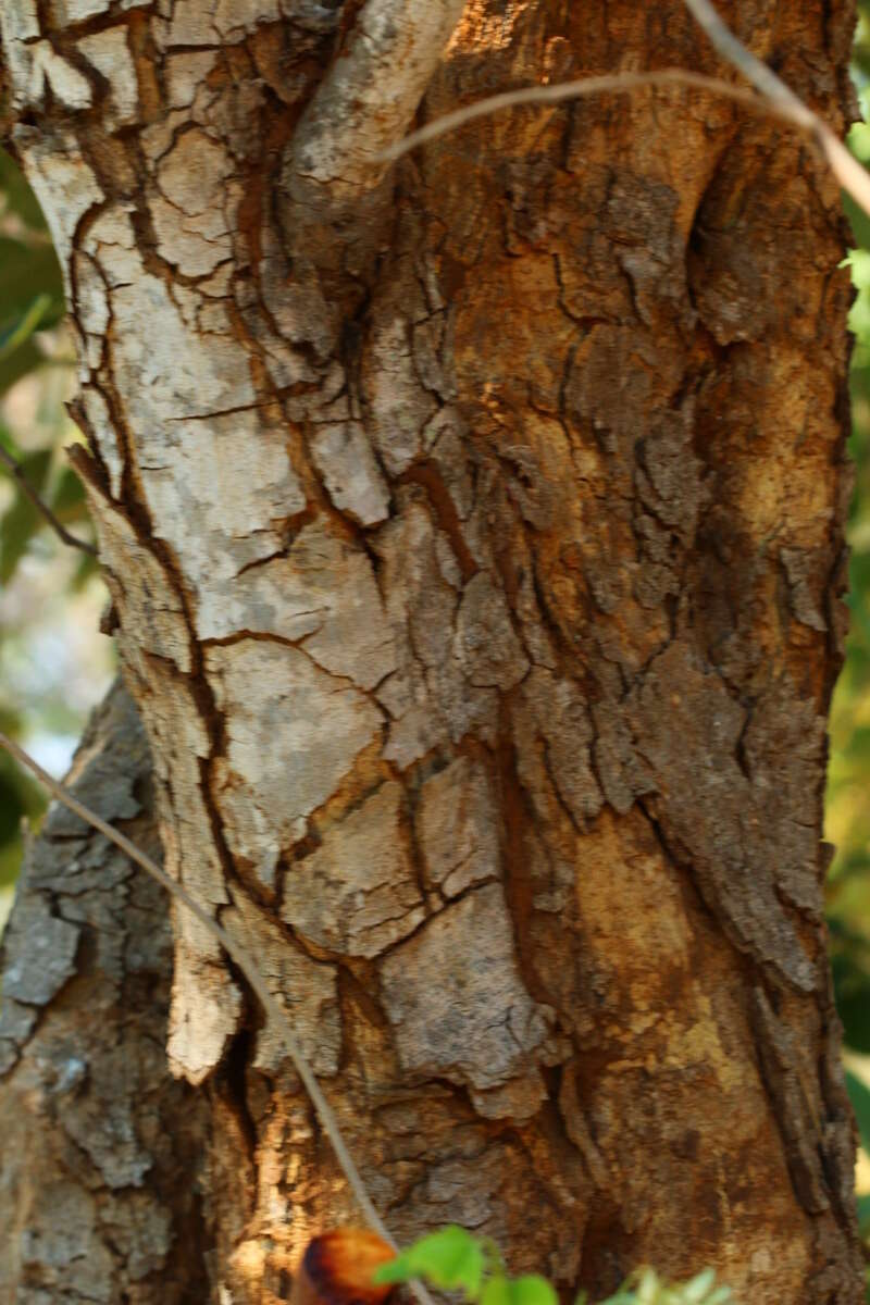 صورة Pterocarpus rotundifolius (Sond.) Druce