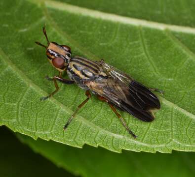 Image of Dorycera maculipennis Macquart 1843