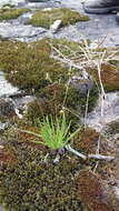 Image of prairie fameflower