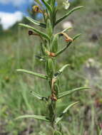 Plancia ëd Macrosyringion glutinosum (M. Bieb.) Rothm.