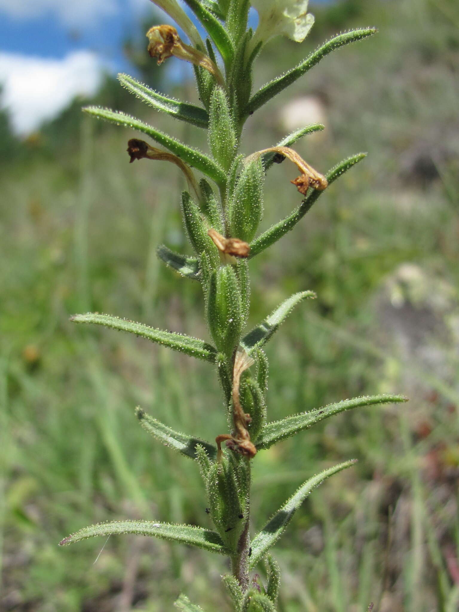 Plancia ëd Macrosyringion glutinosum (M. Bieb.) Rothm.