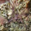 Image of purple-banded brittle star