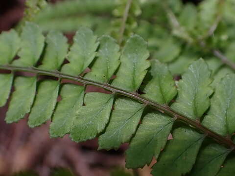 Sivun Athyrium delavayi Christ kuva