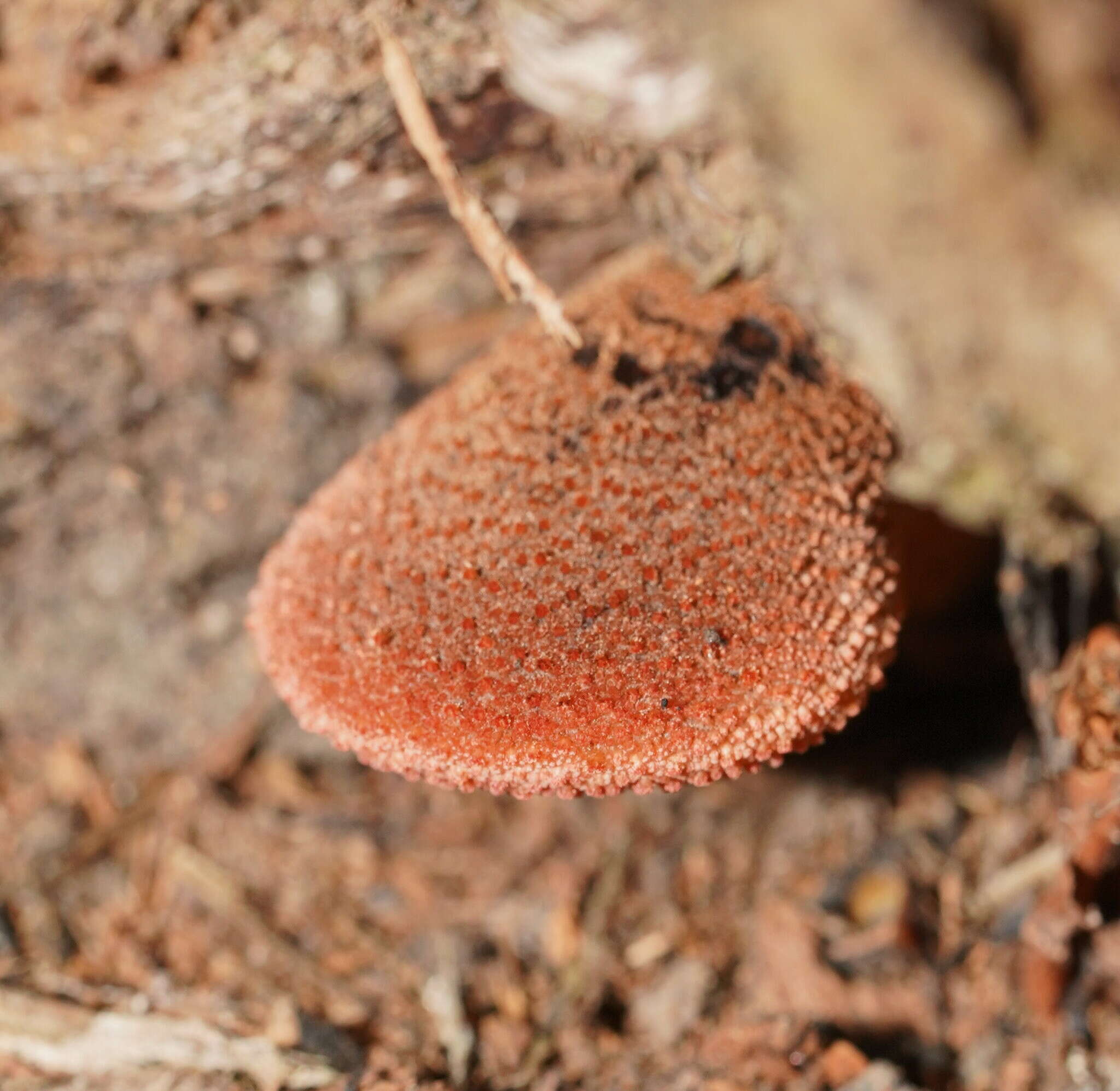 Fistulina spiculifera (Cooke) D. A. Reid 1963 resmi