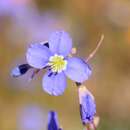 Image de Heliophila leptophylla Schltr.