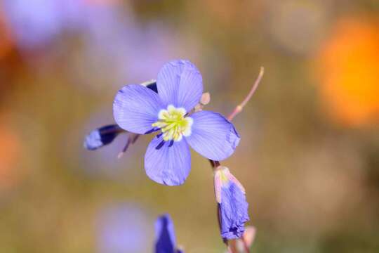 Image of Heliophila leptophylla Schltr.