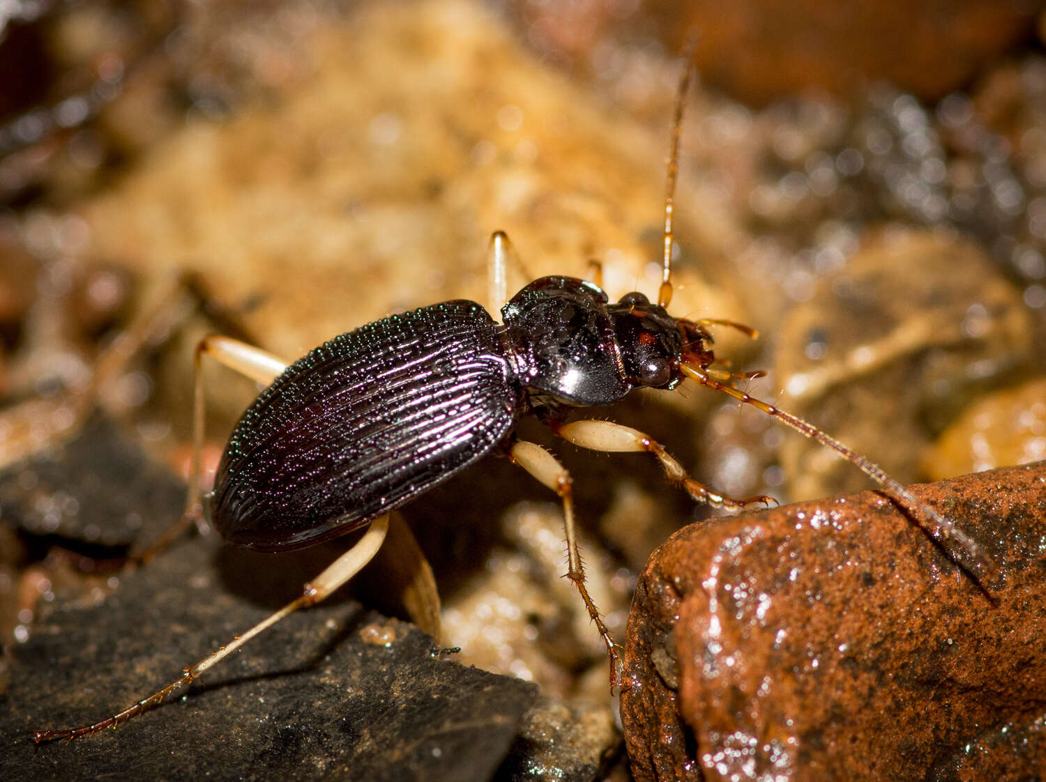 Image of Nebria (Reductonebria) pallipes Say 1823