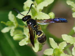 Image of Ancistrocerus unifasciatus (de Saussure 1853)