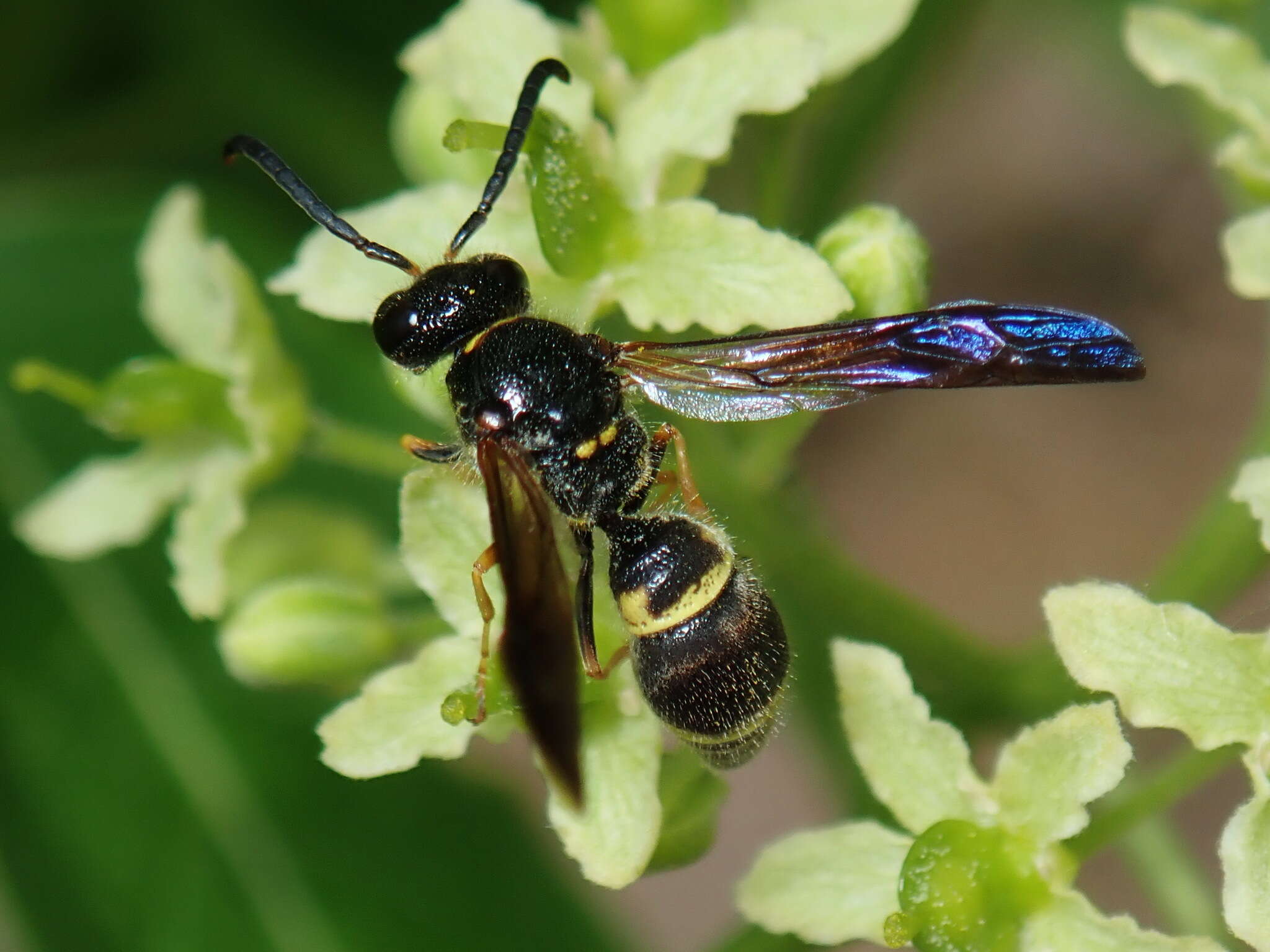 Image of Ancistrocerus unifasciatus (de Saussure 1853)