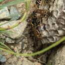 Image de Polistes biglumis bimaculatus N