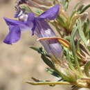 Image of Aptosimum spinescens (Thunb.) Weber