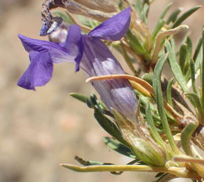 Image of Aptosimum spinescens (Thunb.) Weber