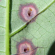 Image of Ocellate Gall Midge