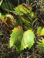 Image of River-Bank Grape