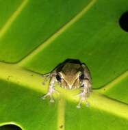 Image de Pristimantis erythropleura (Boulenger 1896)