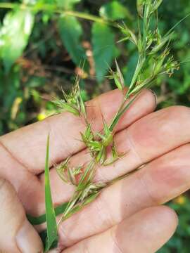 Image of Hyparrhenia variabilis Stapf