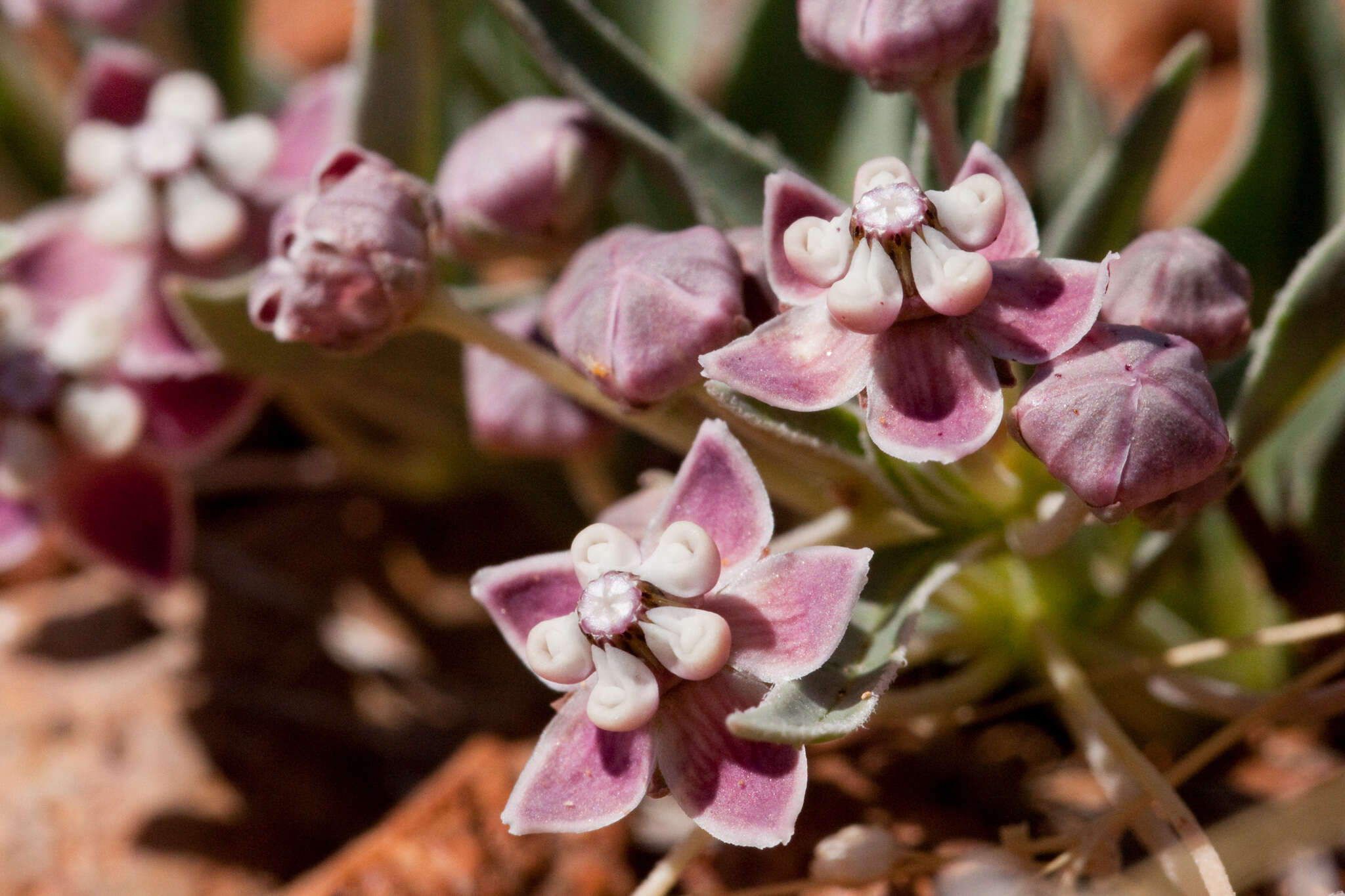 Image of wheel milkweed