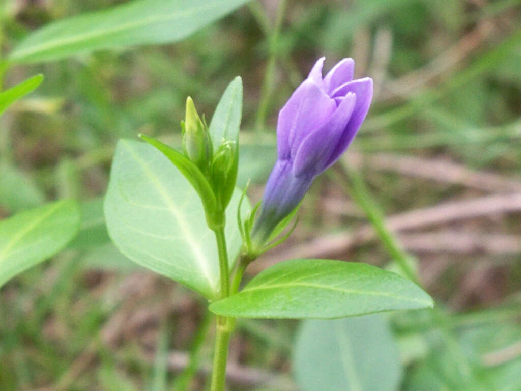 Image of Vinca difformis subsp. difformis