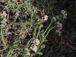 Image of Valeriana carnosa Sm.