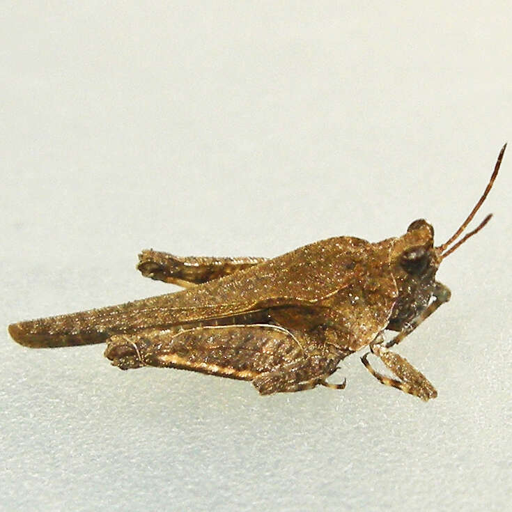 Image of Obscure Pygmy Grasshopper