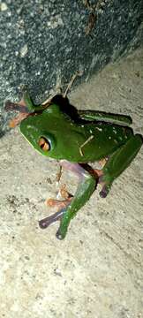 Image of blue-sided leaf frog