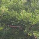 Image of Vachellia robusta subsp. clavigera (E. Mey.) Kyal. & Boatwr.