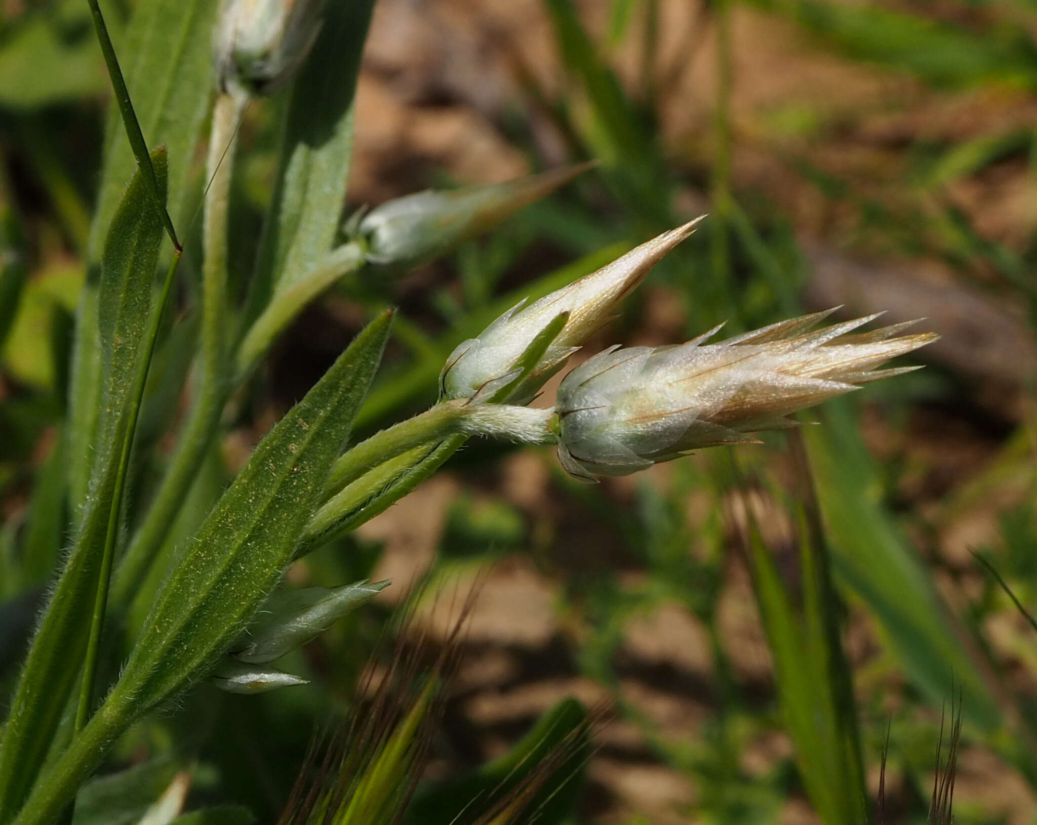 Image de Catananche lutea L.