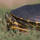 Image of Trachemys venusta iversoni Mccord, Joseph-ouni, Hagen & Blanck 2010