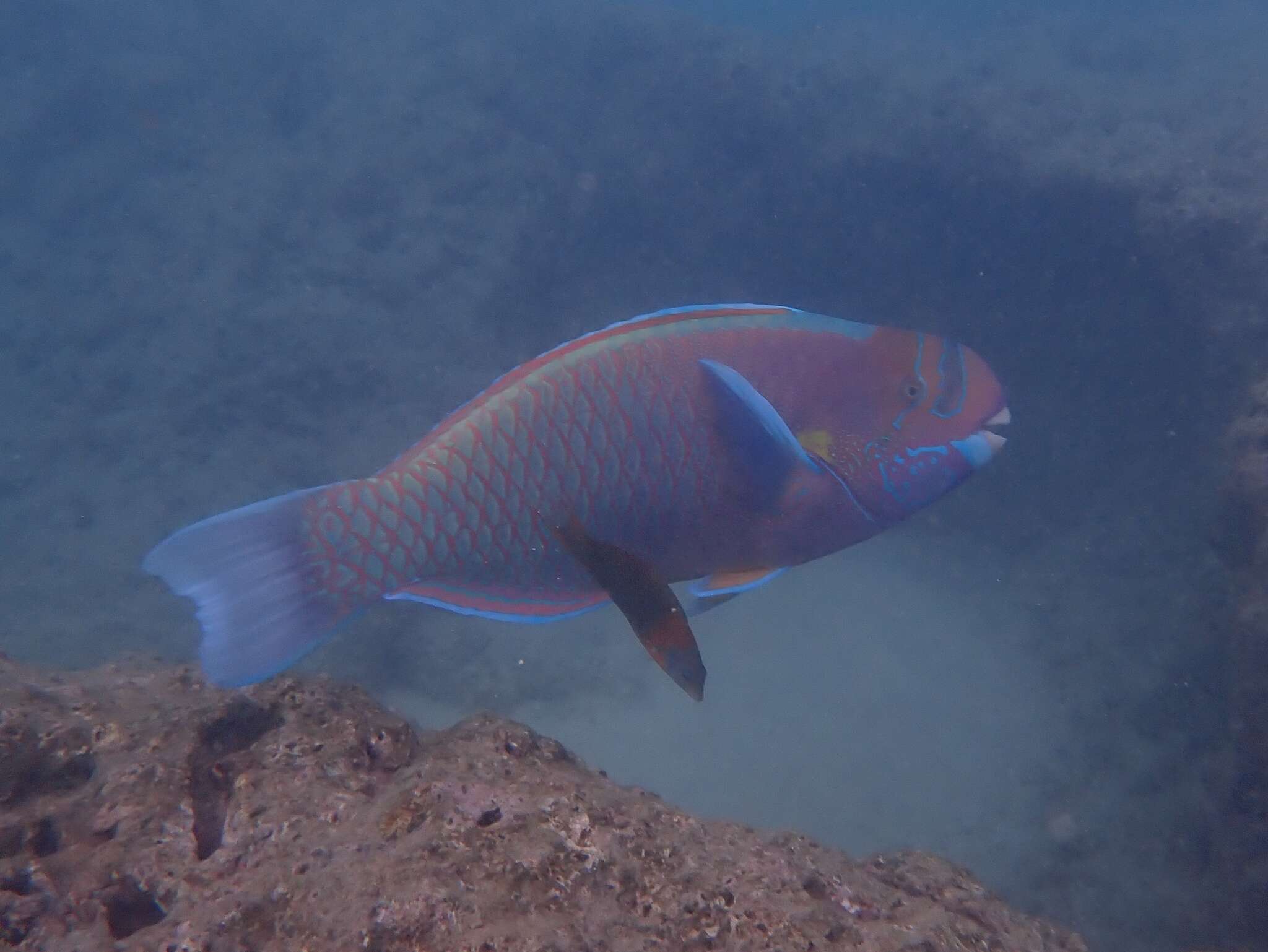 Chlorurus perspicillatus (Steindachner 1879) resmi