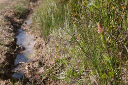 Image of Satyrium hallackii subsp. hallackii