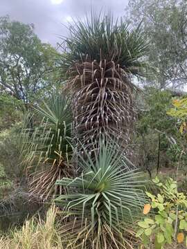 Image of Cook's pandan