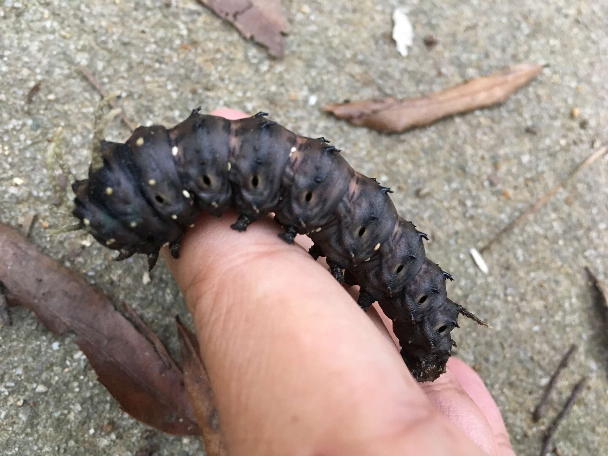 Image of Pine Devil Moth