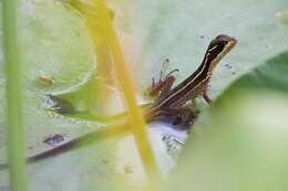 Image of Brown Basilisk