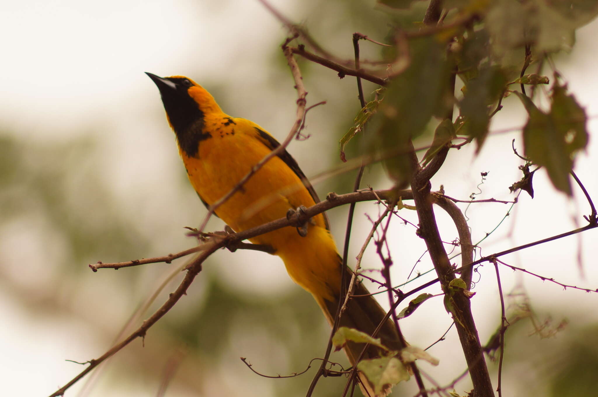 Image of Spot-breasted Oriole