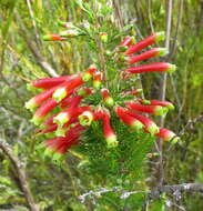 Image of Ever-flowering heath