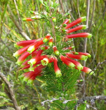 Image de Erica discolor Andr.